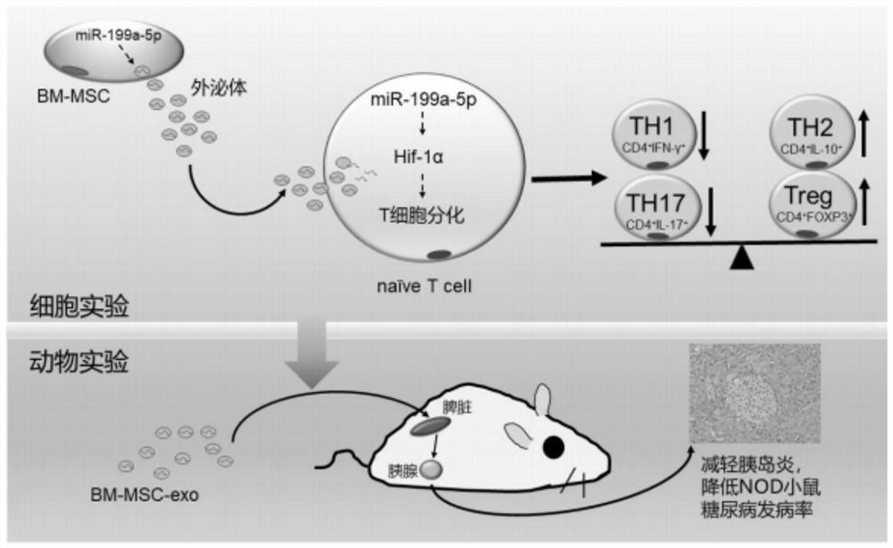 Application of mesenchymal stem cell exosome in preparation of drugs for preventing or treating type 1 diabetes and related diseases thereof