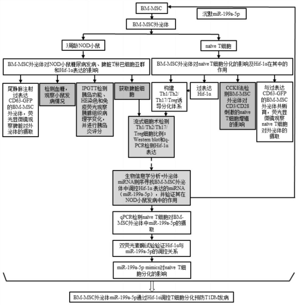 Application of mesenchymal stem cell exosome in preparation of drugs for preventing or treating type 1 diabetes and related diseases thereof