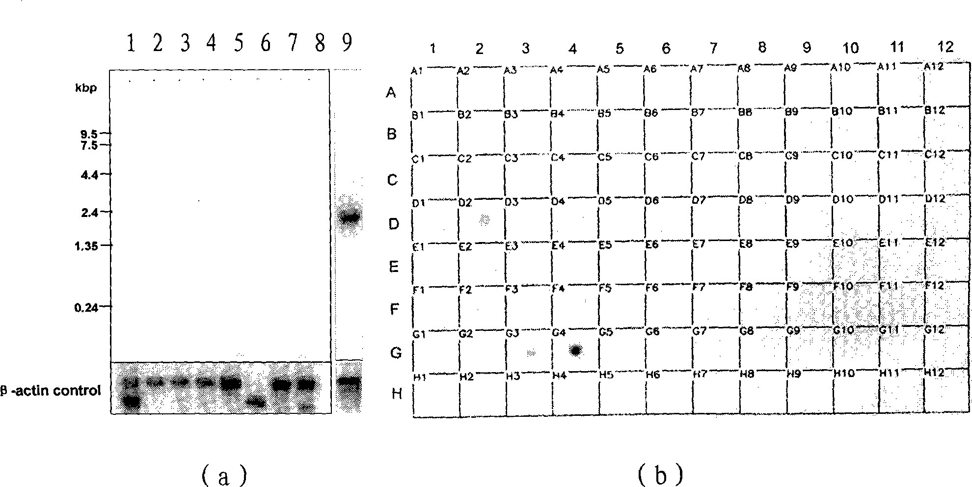 Ovary function associated protein, and preparation and use thereof