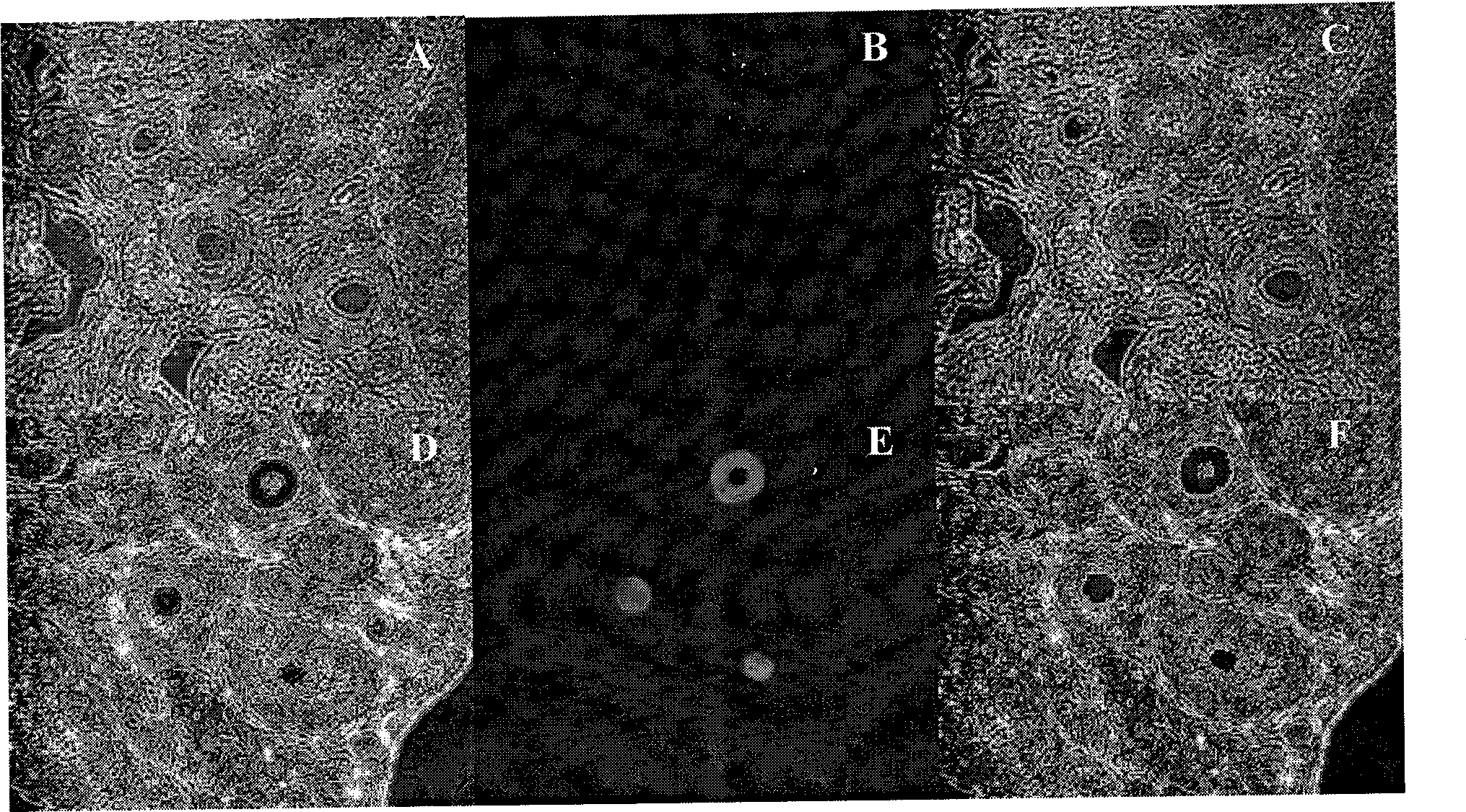 Ovary function associated protein, and preparation and use thereof
