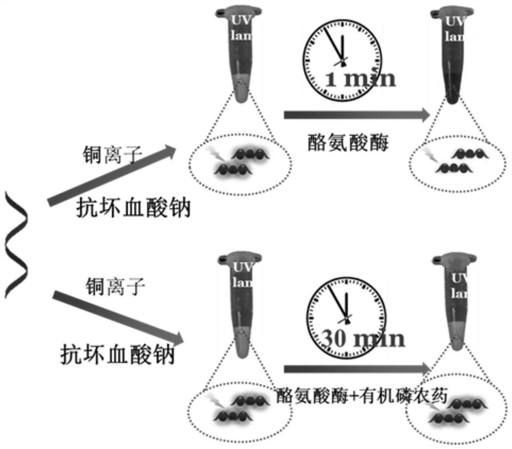 Fluorescent biosensor, preparation method and application of detecting organophosphorus pesticides