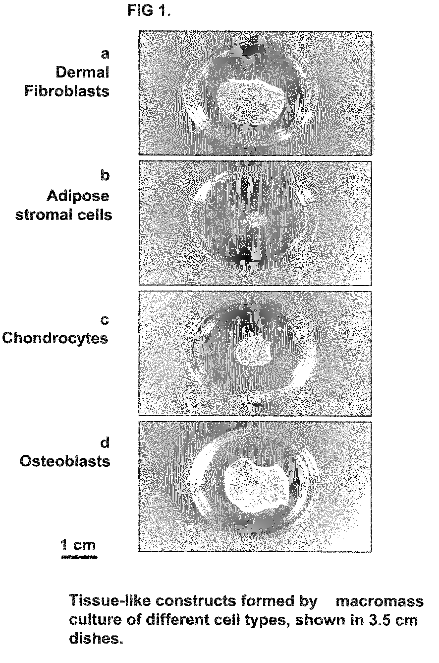 Tissue-like organization of cells and macroscopic tissue-like constructs, generated by macromass culture of cells and the method of macromass culture