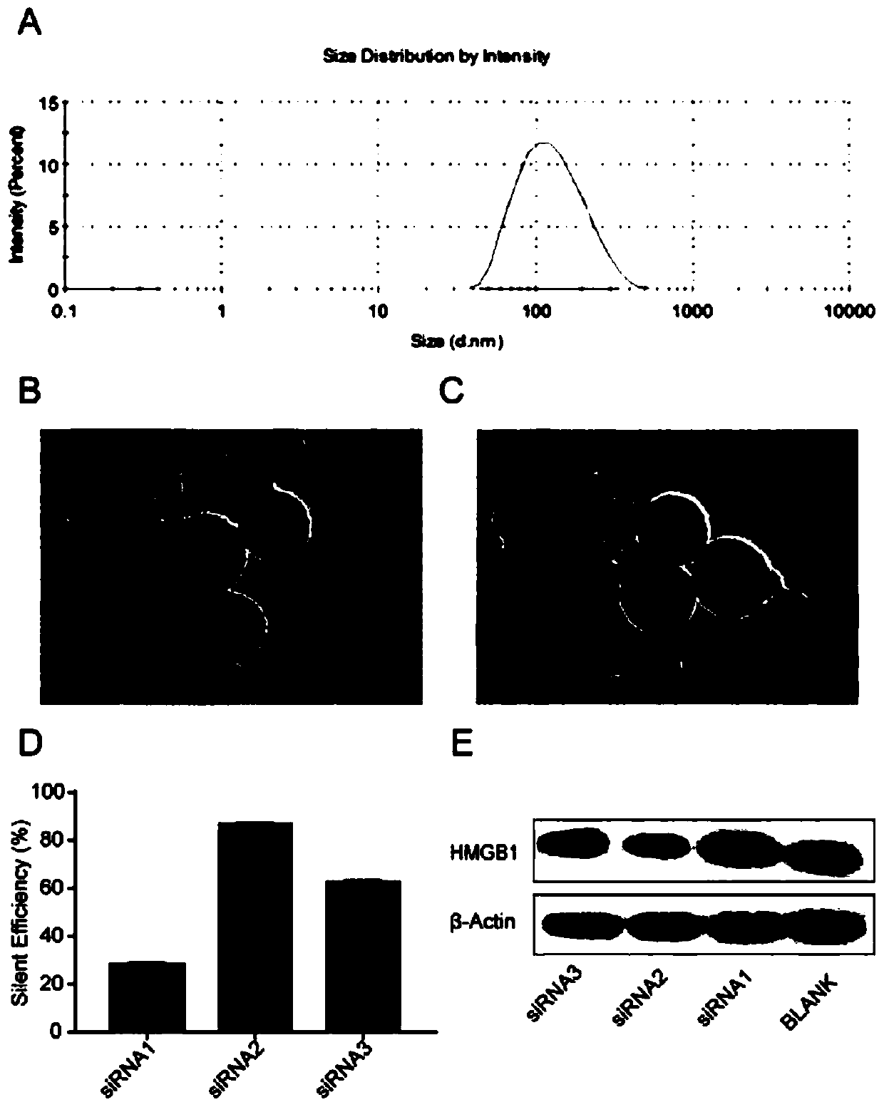 siRNA for inhibiting HMGB1 gene, stable nucleic acid lipid nanoparticle containing siRNA, and application of siRNA and stable nucleic acid lipid nanoparticle