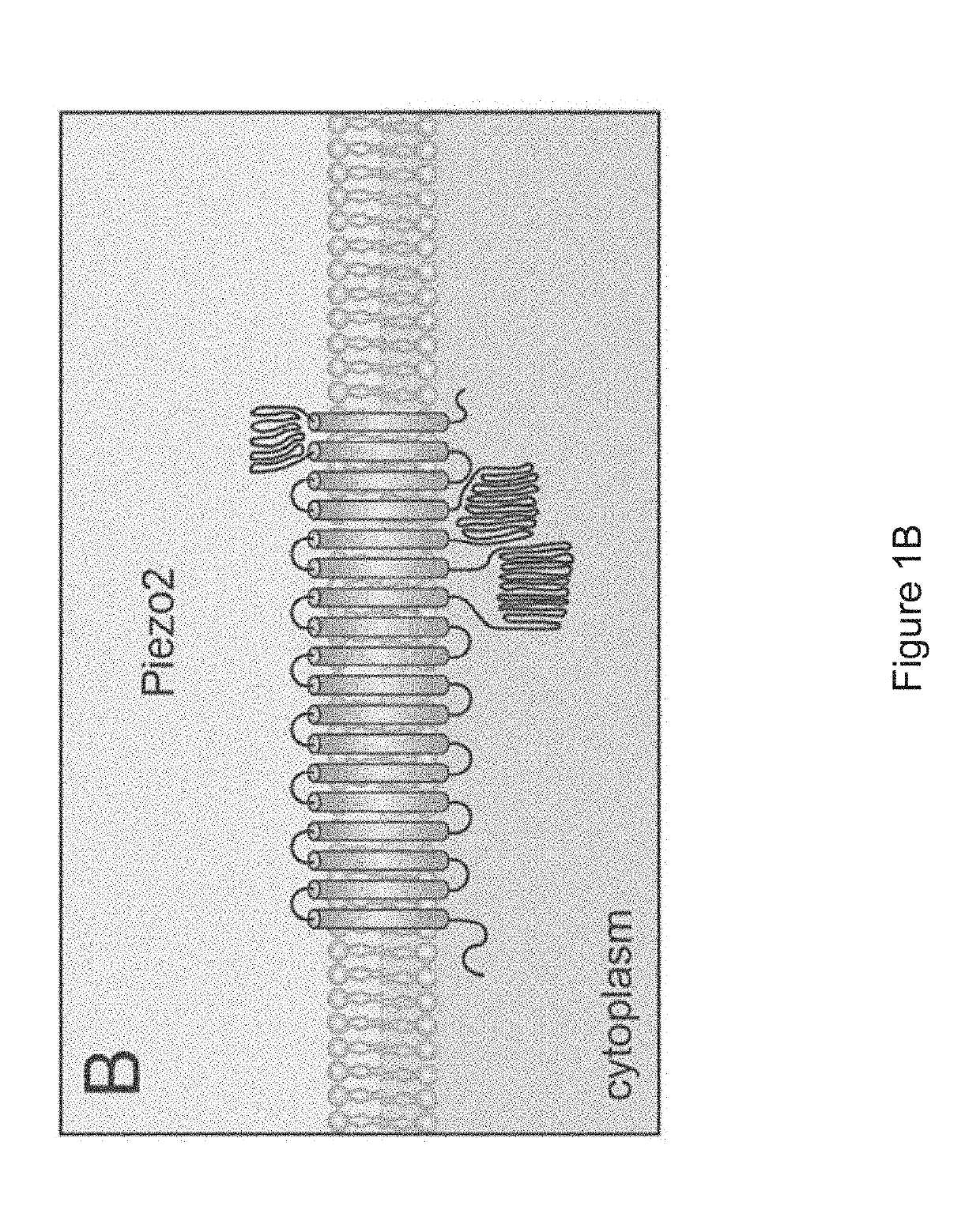 Devices and methods for delivering mechanical stimulation to nerve, mechanoreceptor, and cell targets