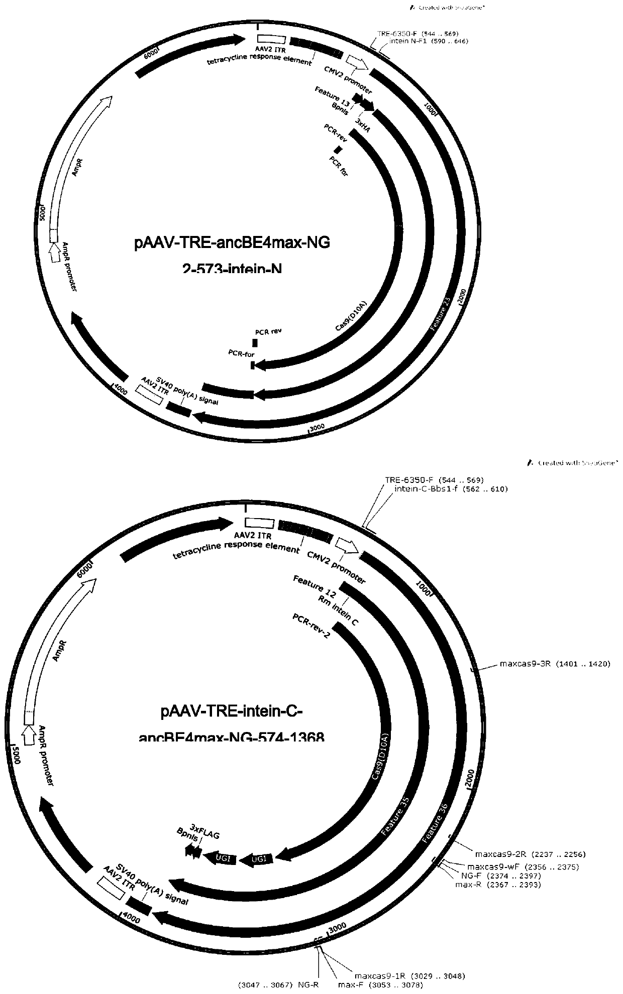 Fusion protein and base editing tool and method and application thereof