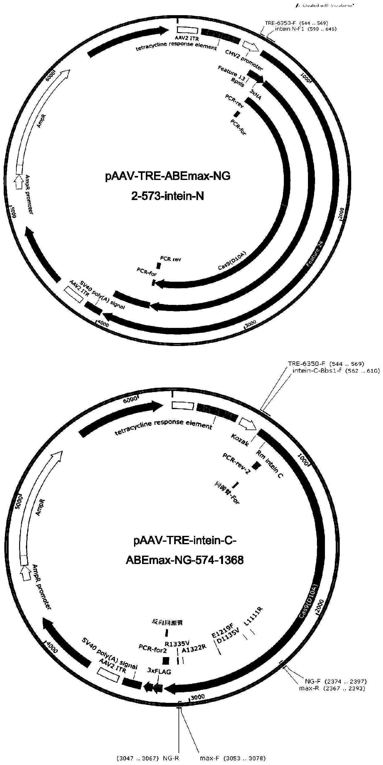 Fusion protein and base editing tool and method and application thereof