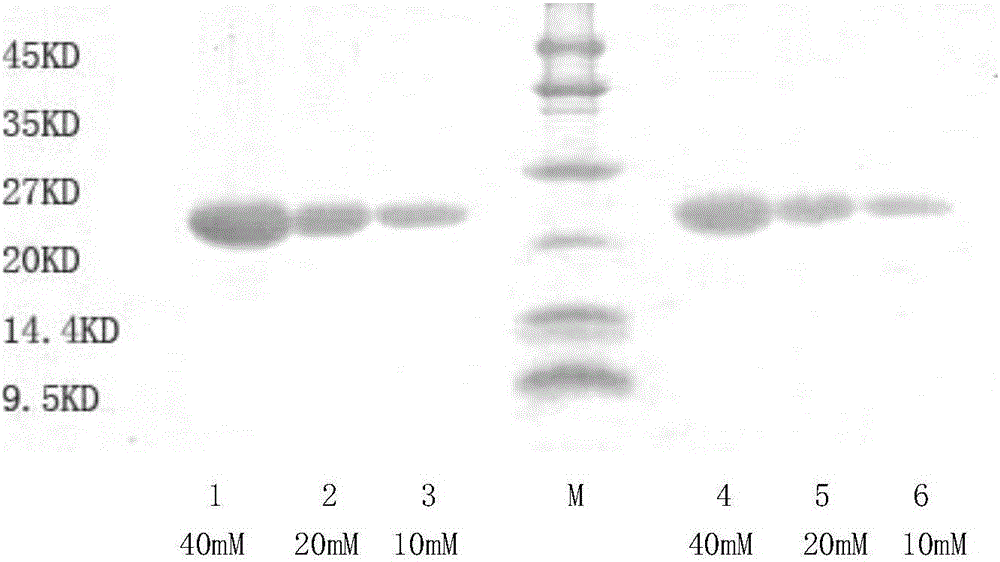 A kind of recombinant engineering bacteria highly expressing human growth hormone and its construction method and application