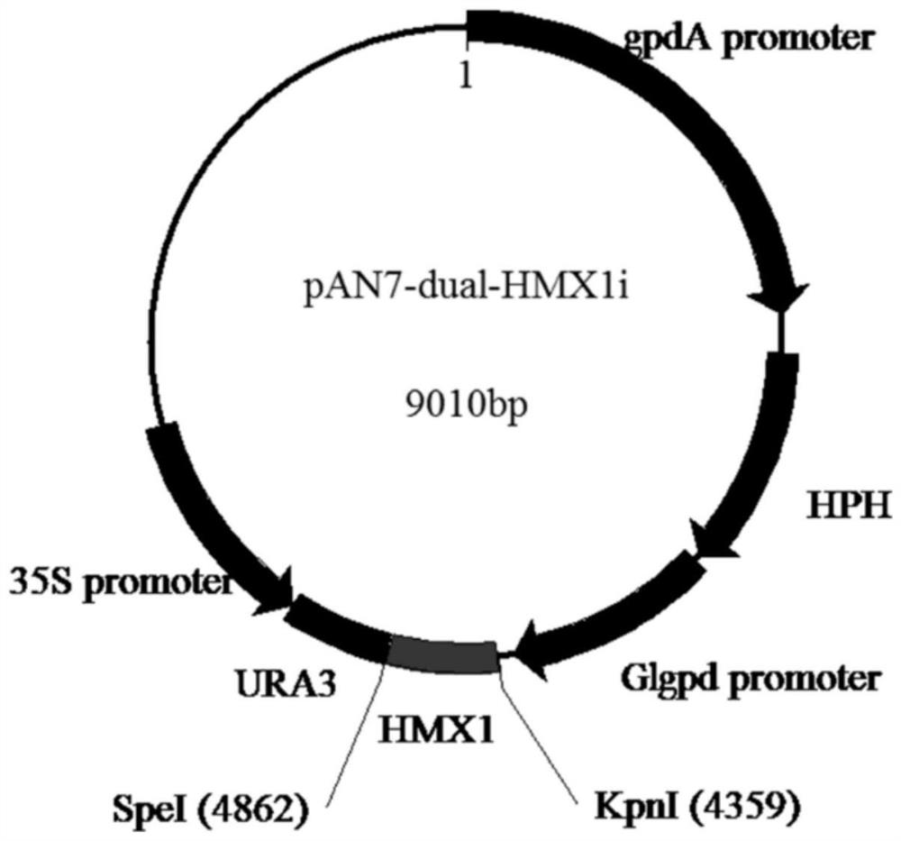 A heme oxygenase gene and its role in regulating polysaccharide biosynthesis in Ganoderma lucidum