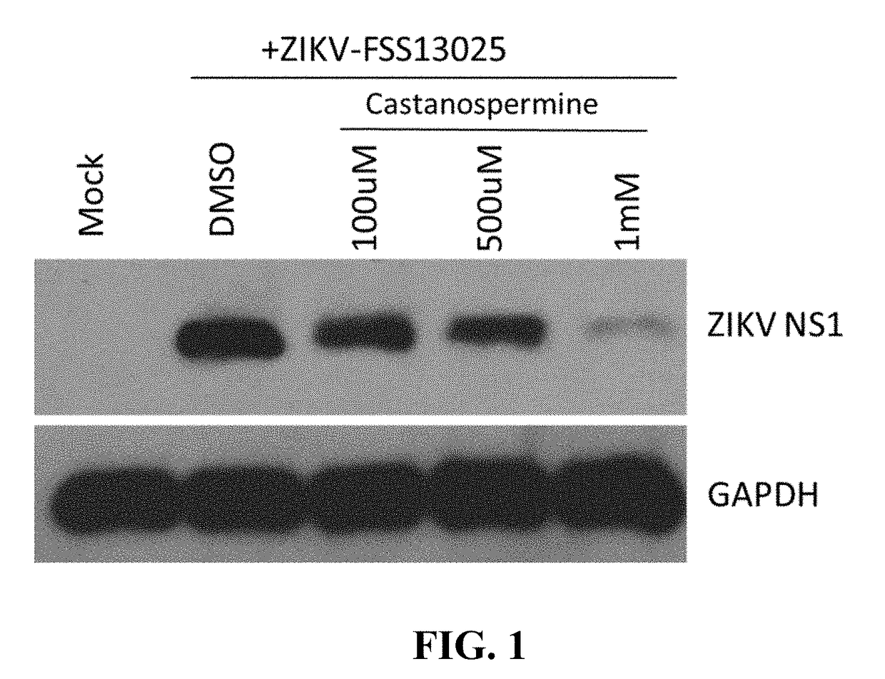 Treatment of zika virus infections using alpha-glucosidase inhibitors