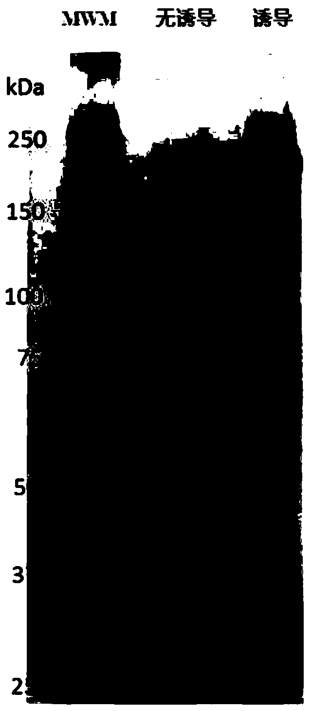 Target Cell-Specific Fusion Proteins and Vaccine Compositions as Porcine Reproductive and Respiratory Syndrome Virus Vaccine Antigens