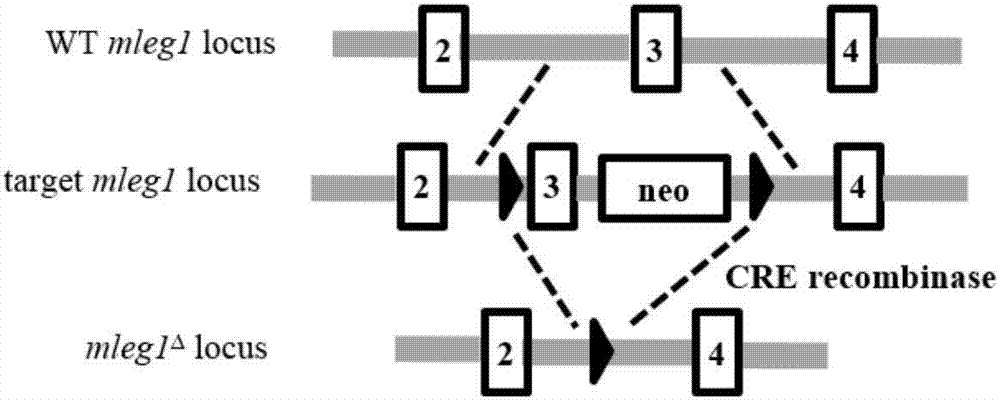 A kind of hleg1 gene and its application and medicine