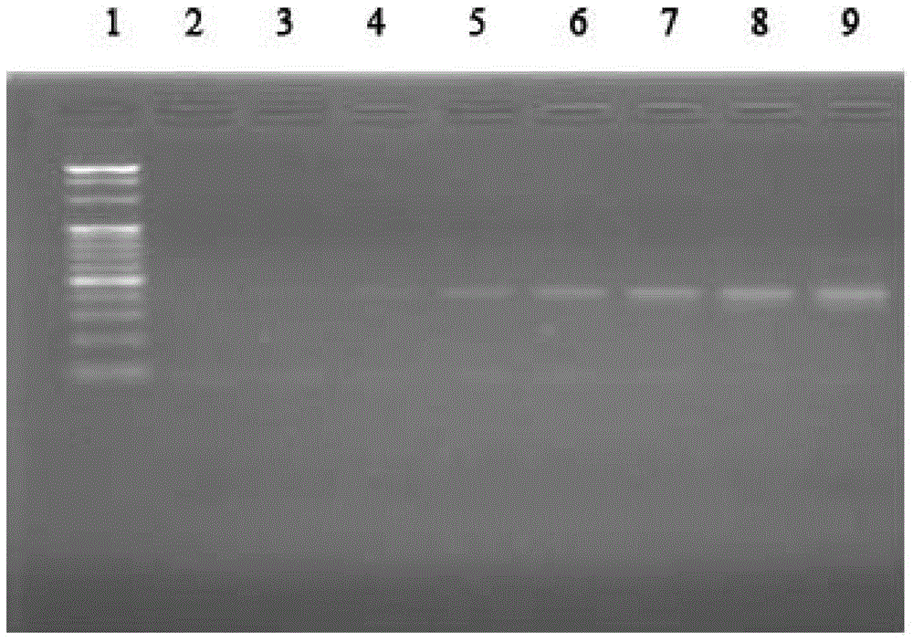 A group of nucleic acid aptamers specifically recognizing β-bungarotoxin and its application