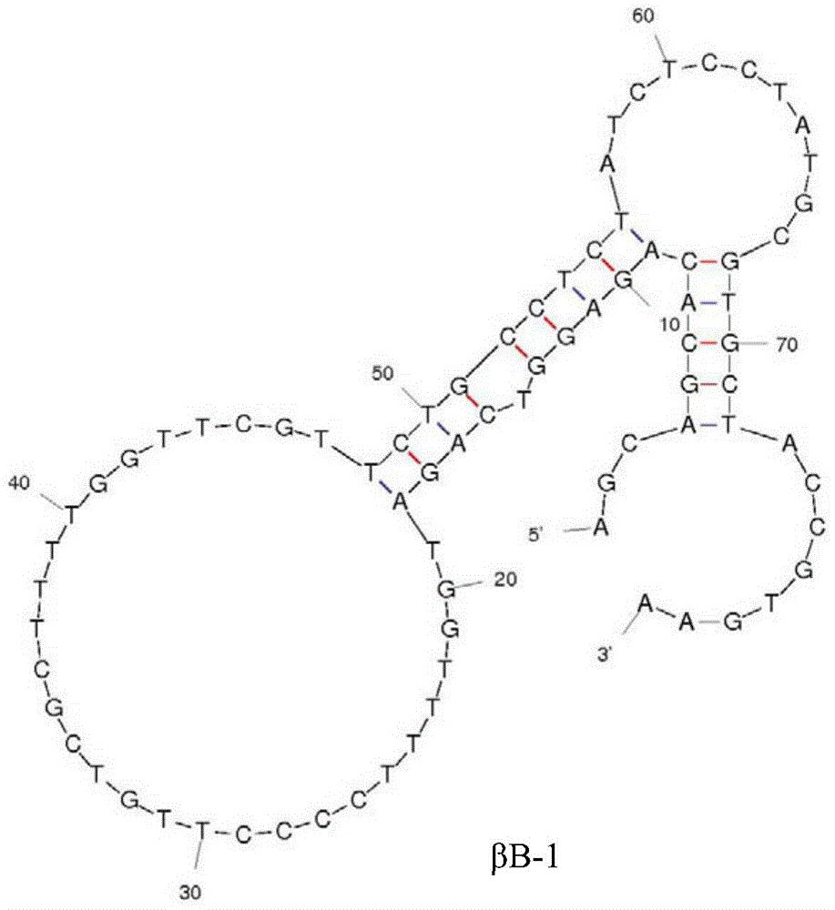 A group of nucleic acid aptamers specifically recognizing β-bungarotoxin and its application