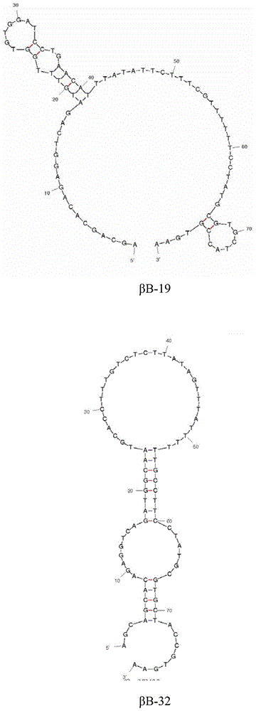 A group of nucleic acid aptamers specifically recognizing β-bungarotoxin and its application