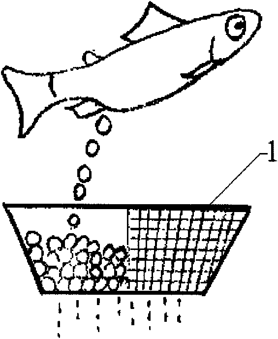 Technical method of artificial propagation of rainbow trout