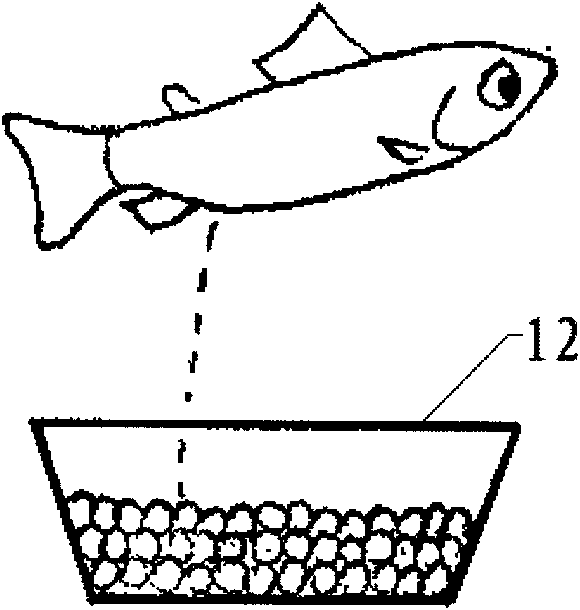 Technical method of artificial propagation of rainbow trout
