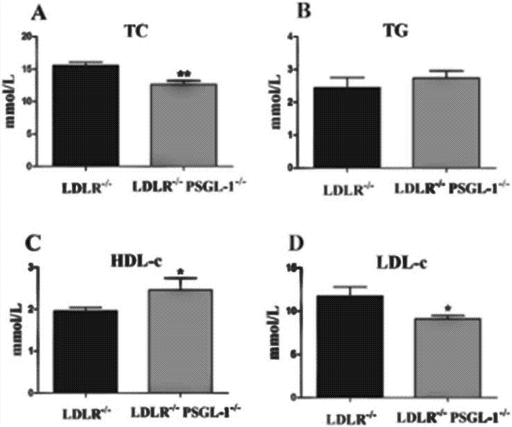 Construction and application of inflammation molecule (PSGL-1) missing abnormal lipid metabolism model