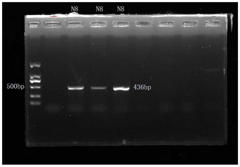 A strain of Bacillus amyloliquefaciens with salt tolerance and high self-aggregation ability and its application in nitrogen removal