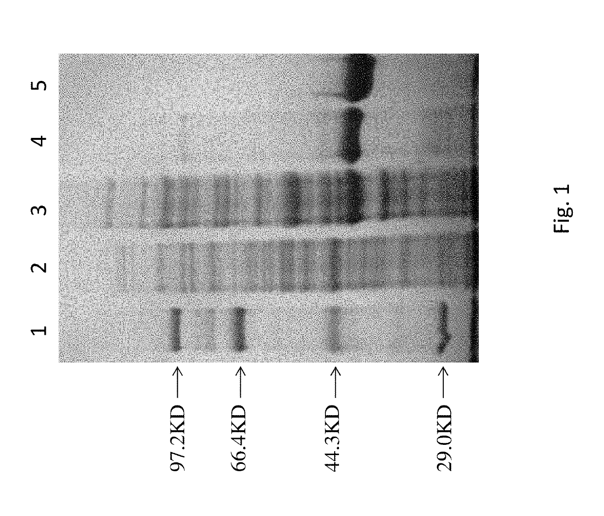 DNA Polymerase Mutants with Increased Processivity of DNA Synthesis