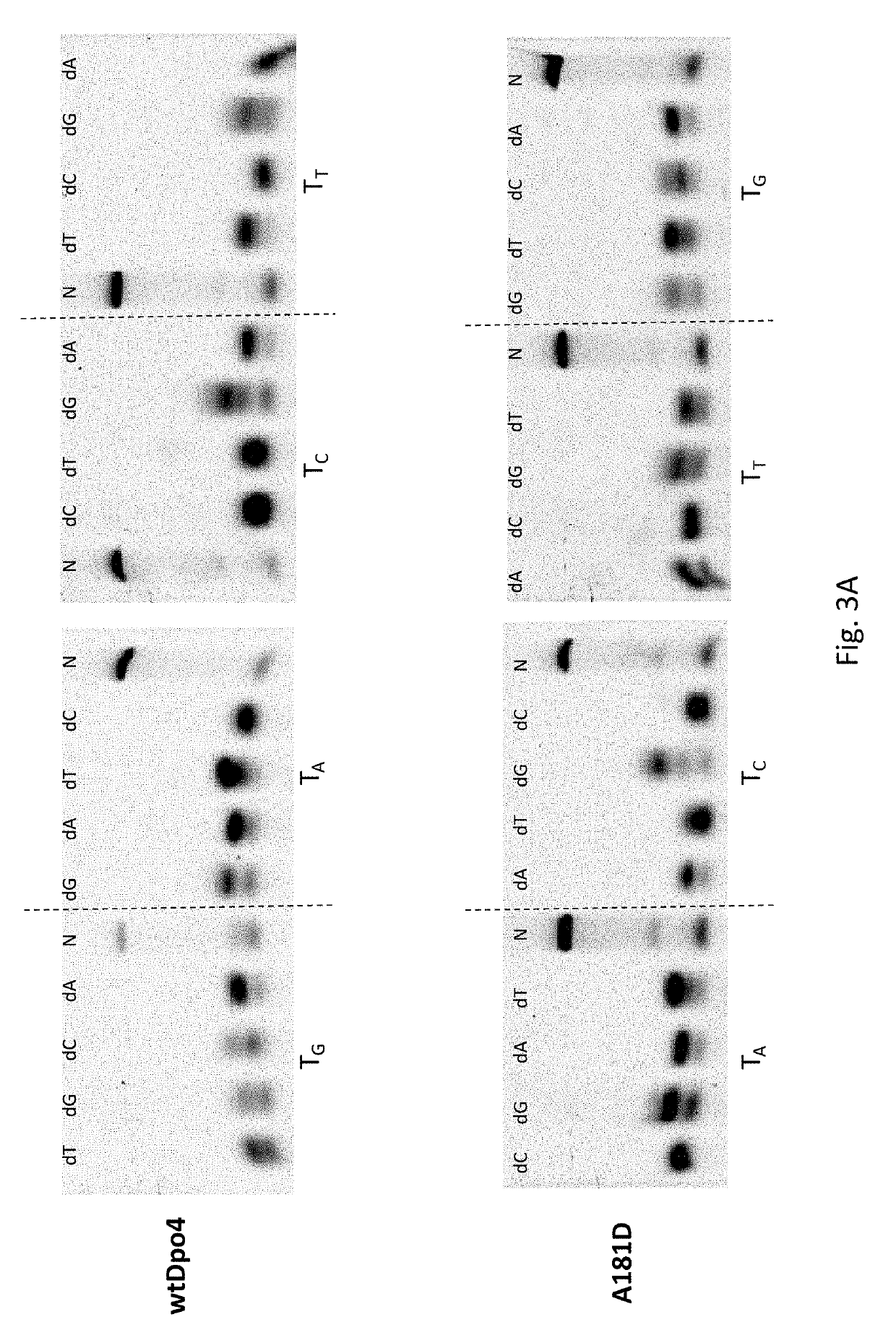 DNA Polymerase Mutants with Increased Processivity of DNA Synthesis