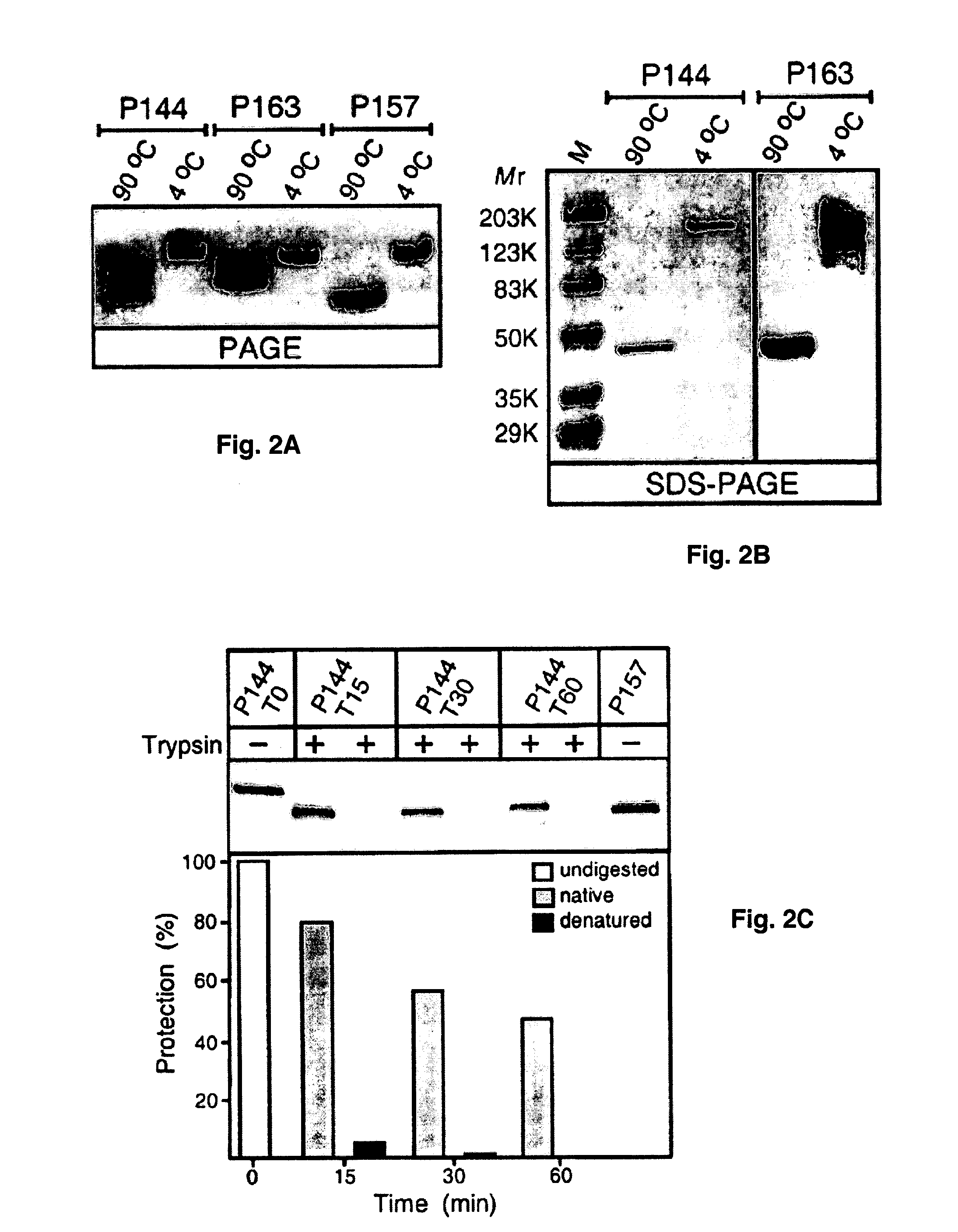 Prokaryotic collagen-like proteins and uses thereof