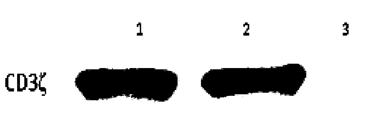 T-lymphocytes modified by trop2 chimeric antigen receptor and its application