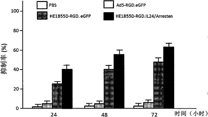 Conditionally replicating oncolytic adenoviral vector used for expressing two exogenous genes and modified by small peptide, construction method and application thereof