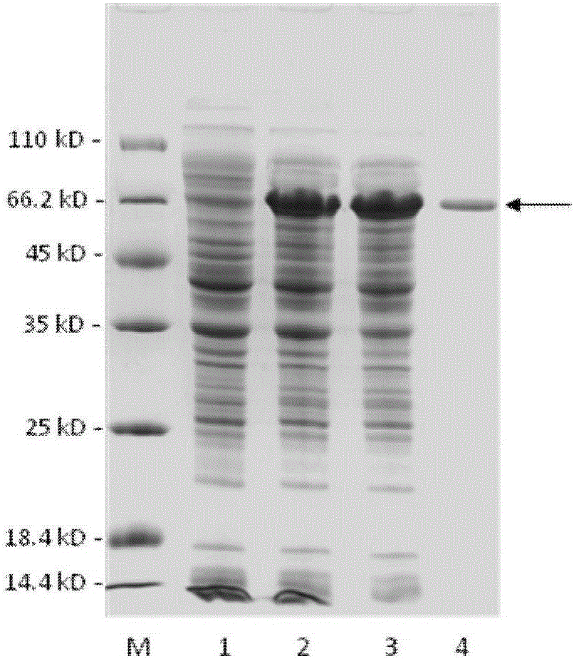 Facultative incision type recombinant alginate lyase rAly-1 as well as coding gene and application thereof