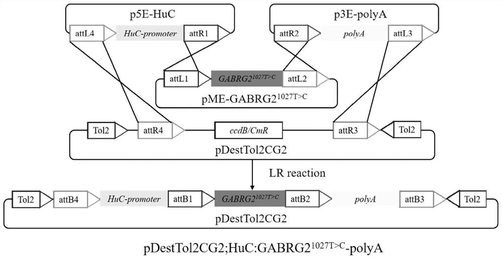 Construction method and application of mutant GABRG2 transgenic zebra fish epilepsy model