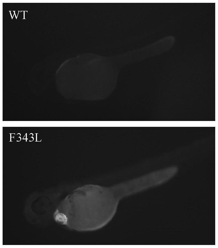 Construction method and application of mutant GABRG2 transgenic zebra fish epilepsy model