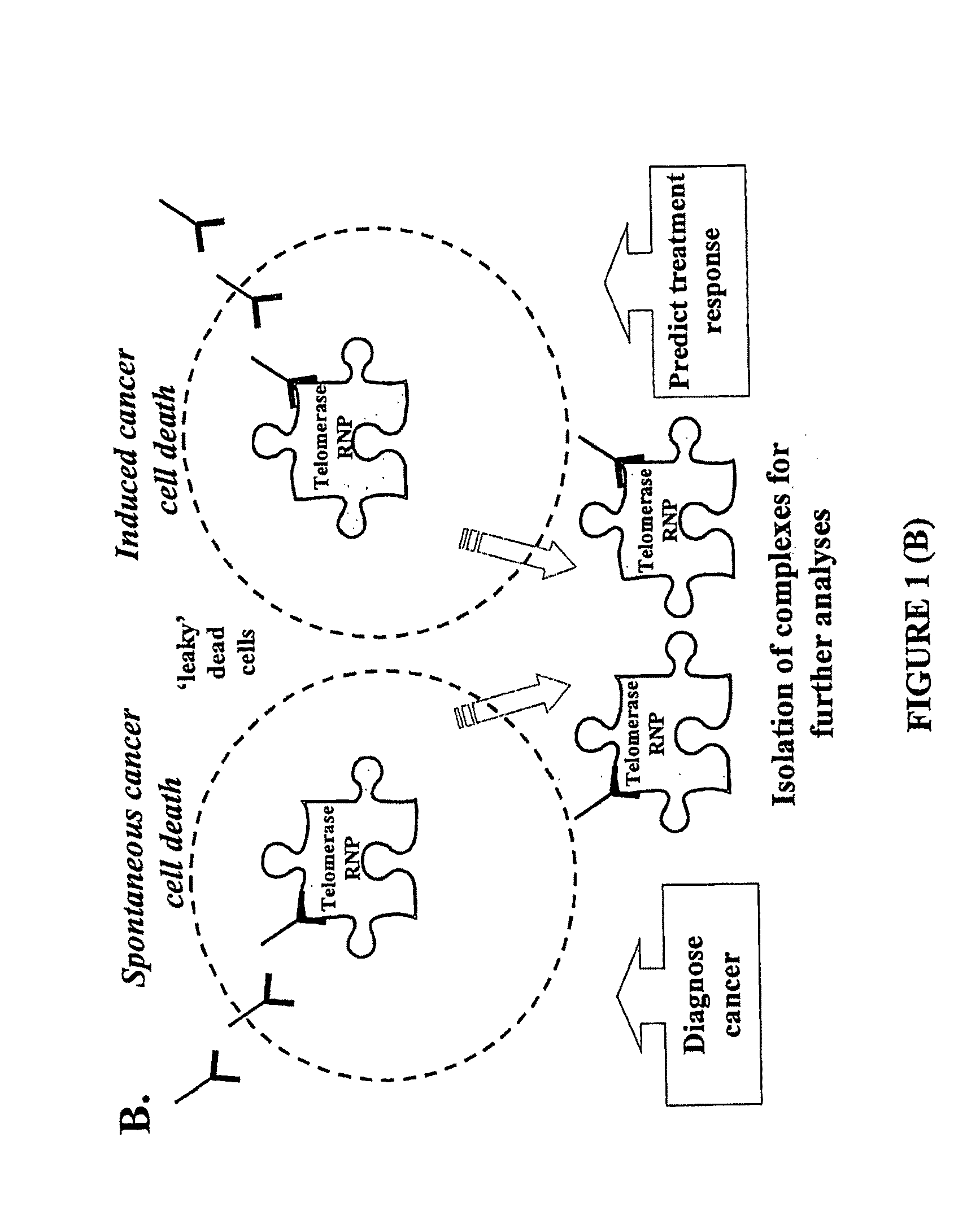 Method of Diagnosis and Treatment and Agents Useful for Same