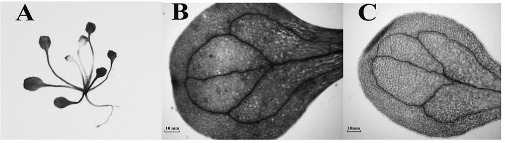 A kind of pear transcription factor pbbp and its application