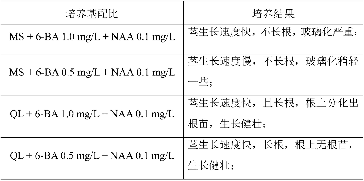 In Vitro Rapid Propagation Method of Virus-free Seedlings of Raspberry Palmifolia