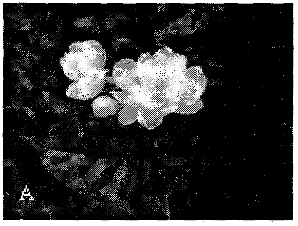 In-vitro rapid propagation method of double-petal Jasminum sambac