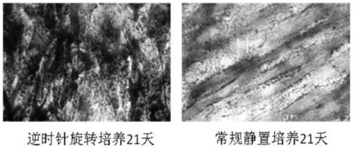 Method for mediated differentiation of bone marrow mesenchyml stem cells into osteoblasts