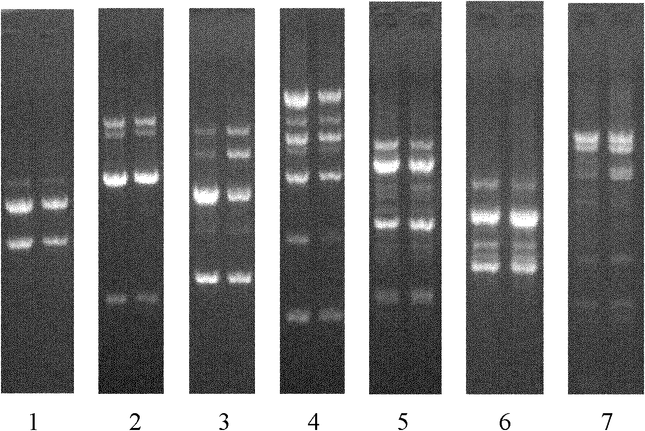Identification method for paecilomyces cicadae strain
