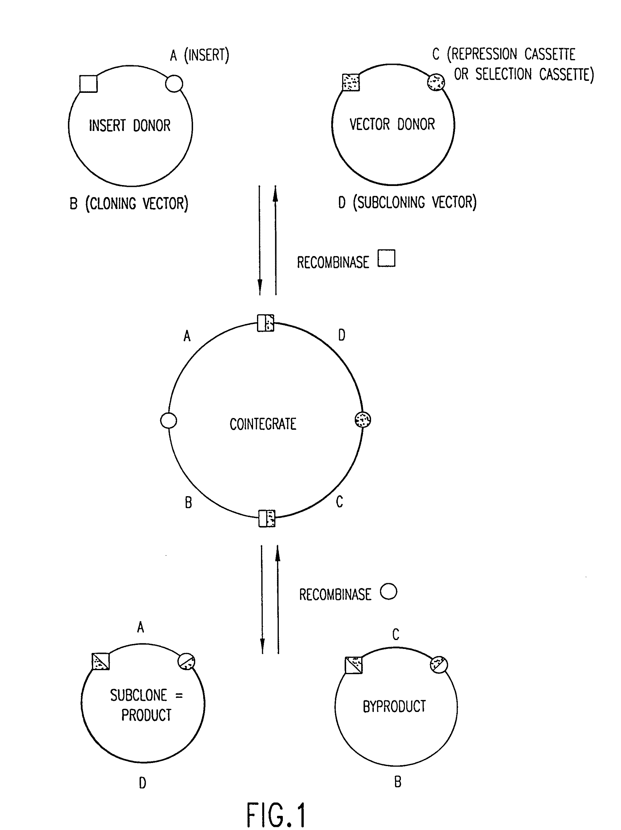 Compositions for use in recombinational cloning of nucleic acids