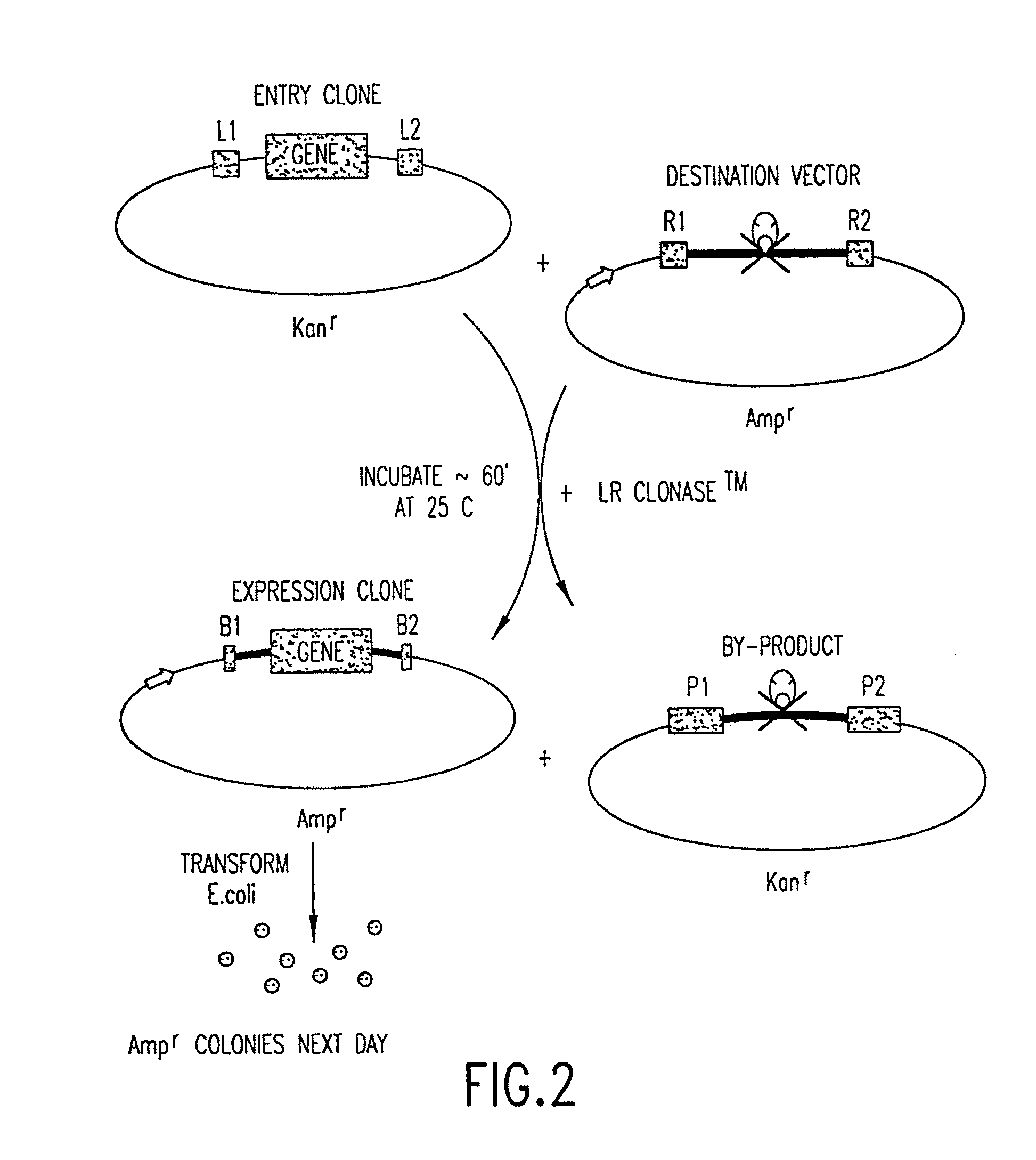 Compositions for use in recombinational cloning of nucleic acids