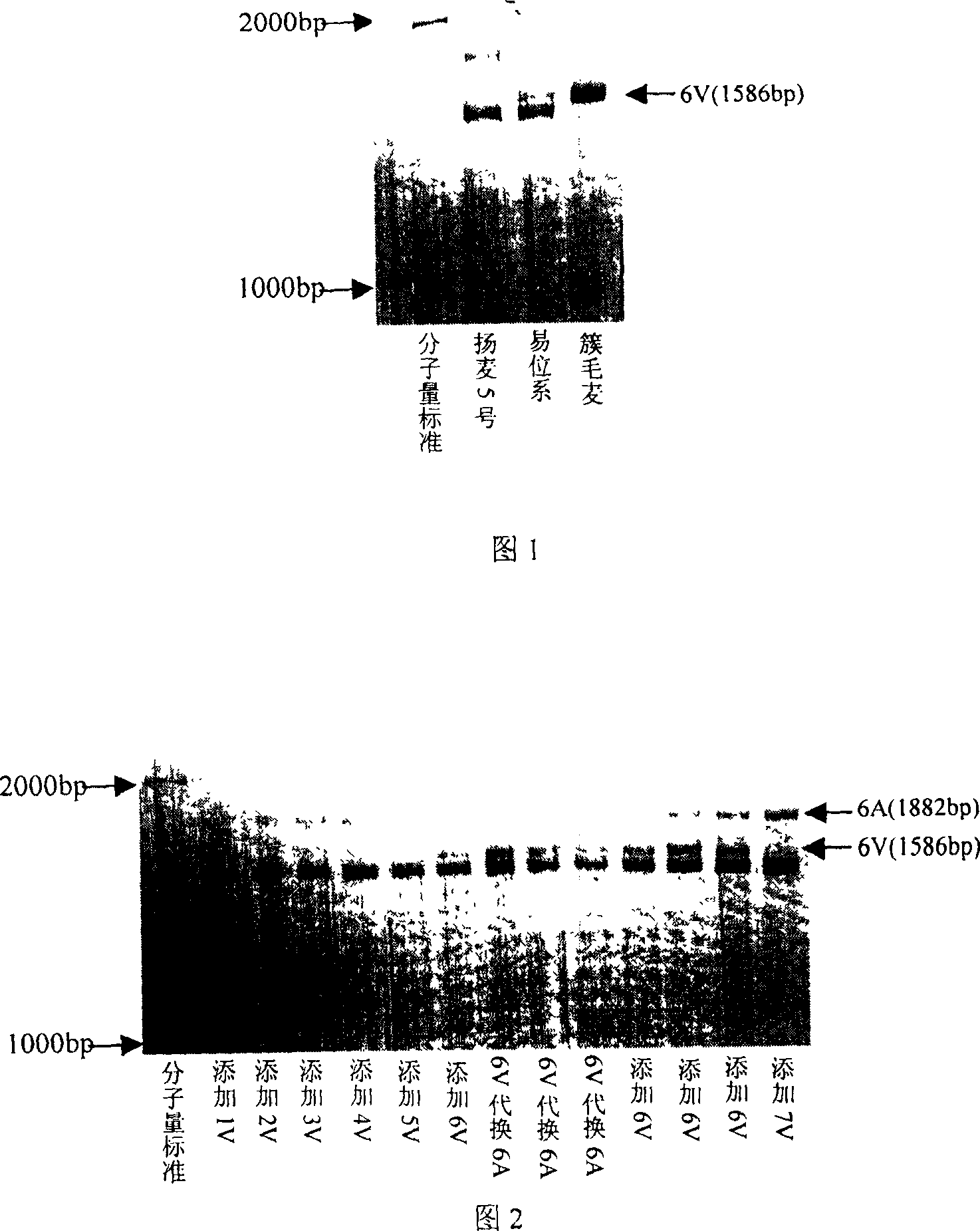 Wheat anti-powdery mildew gene Pm21 linked codorminant PCR marker and its usage