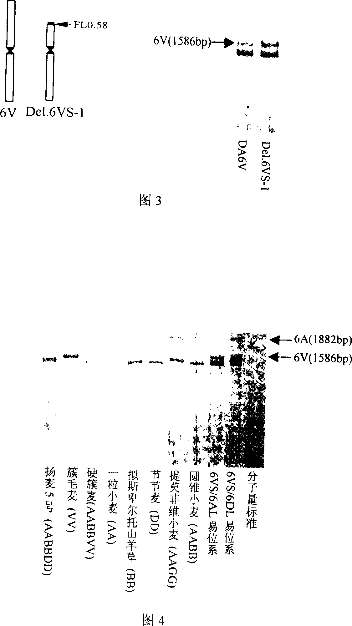 Wheat anti-powdery mildew gene Pm21 linked codorminant PCR marker and its usage