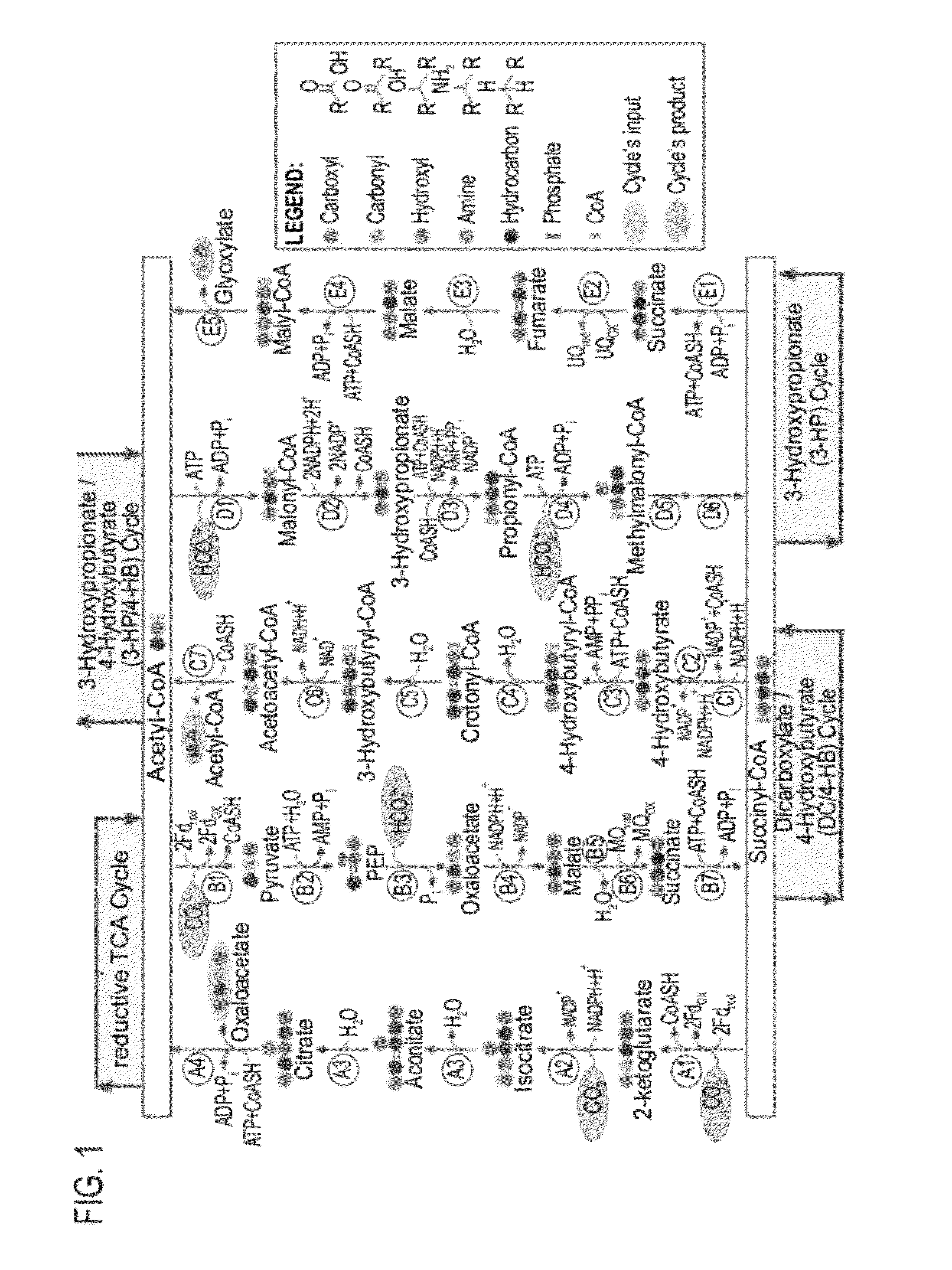 Enzymatic systems for carbon fixation and methods of generating same