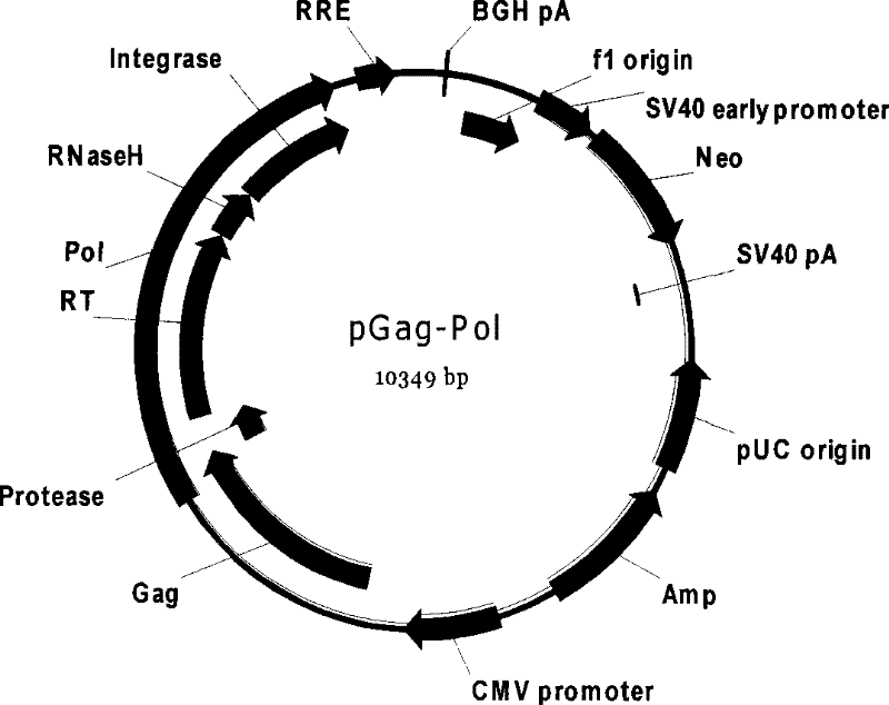 HIV medicament screening cell model and special pseudotype lentivirus therefor