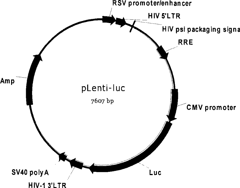 HIV medicament screening cell model and special pseudotype lentivirus therefor