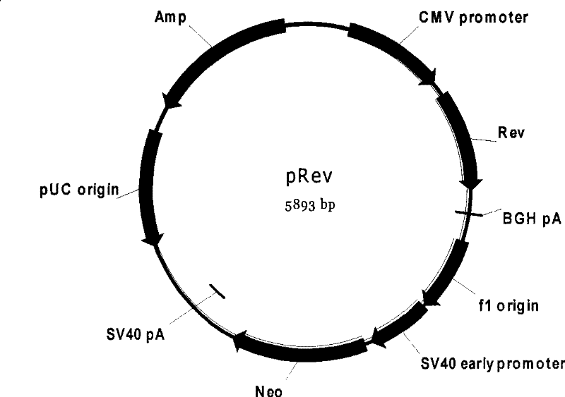 HIV medicament screening cell model and special pseudotype lentivirus therefor