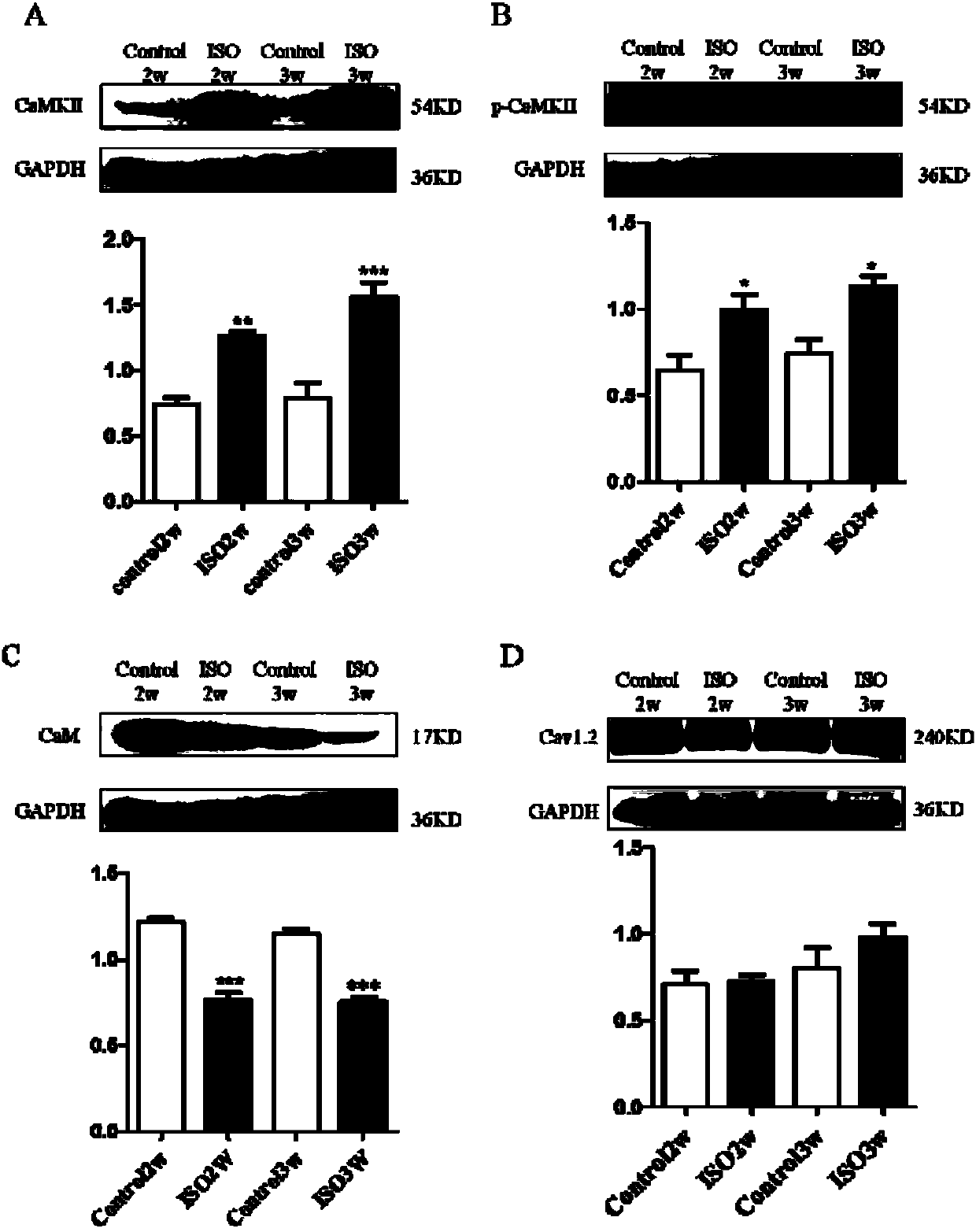 Polypeptide drug Athycaltide and application thereof