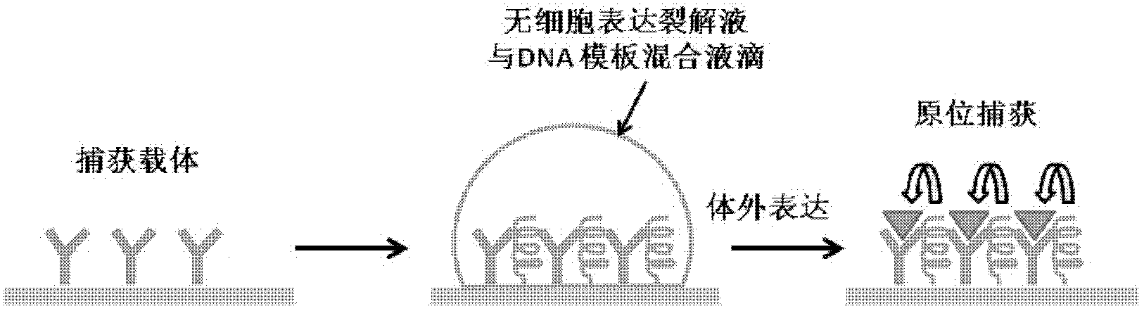 Protein in situ expression chip and preparation method and application thereof