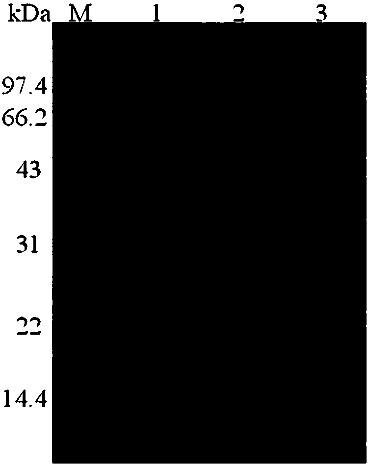 A kind of chitosanase csn4 and its coding gene and application