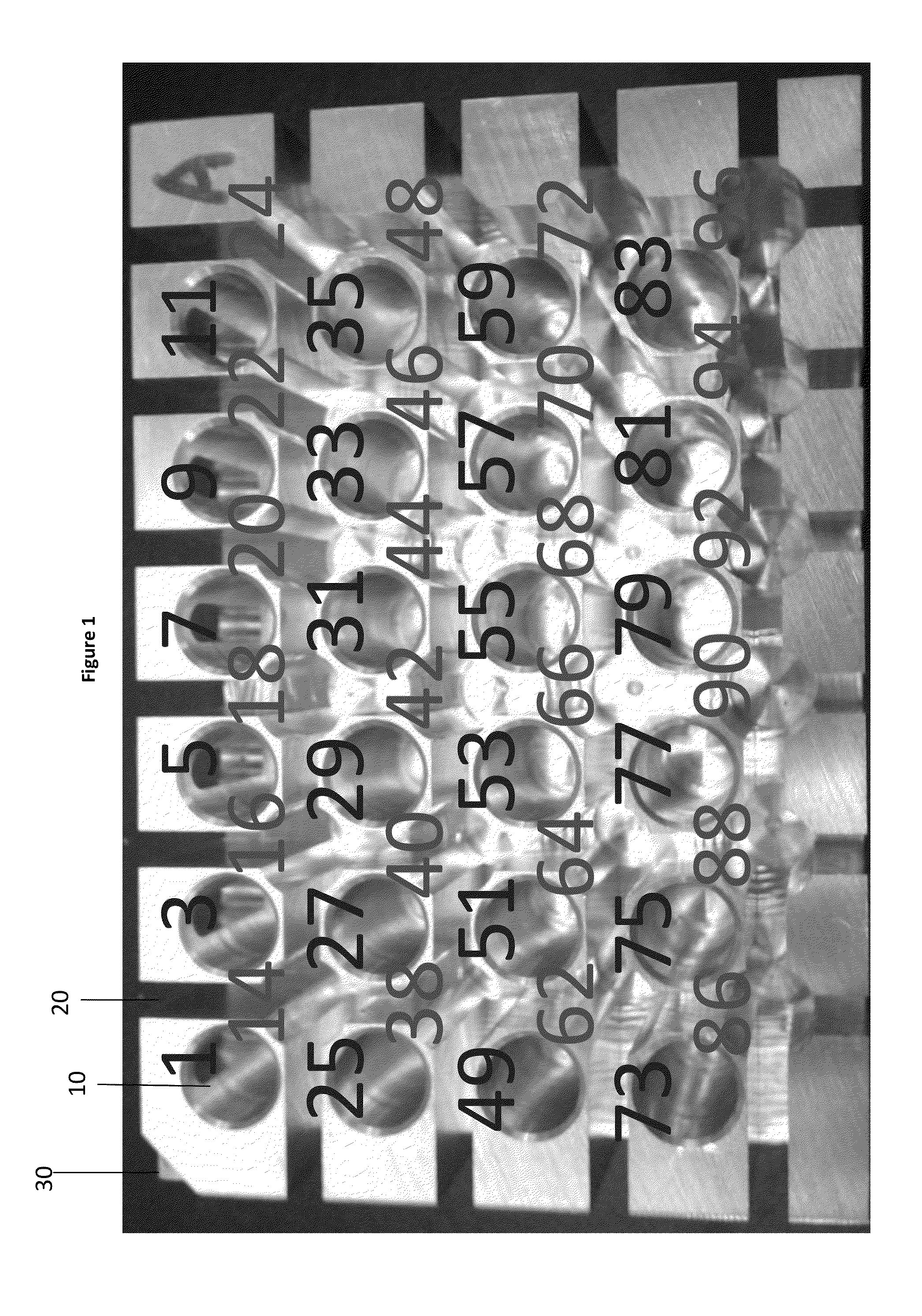 System and method for high throughput tissue sample extraction