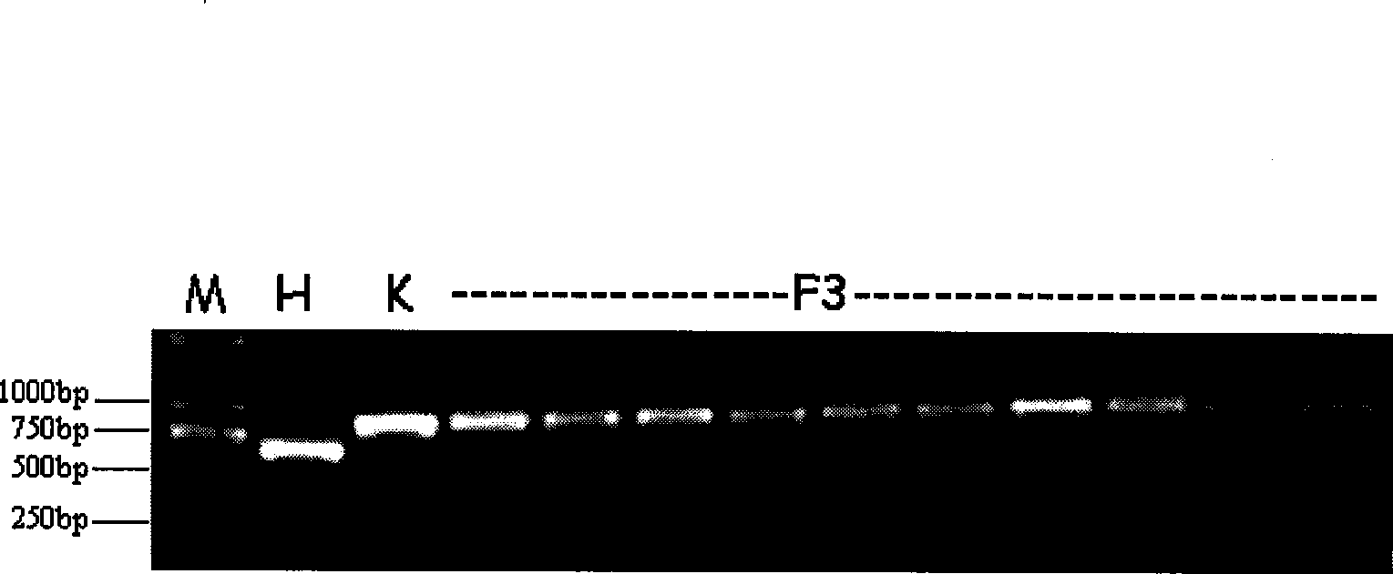 Breeding method for light-induction root color reddening rice