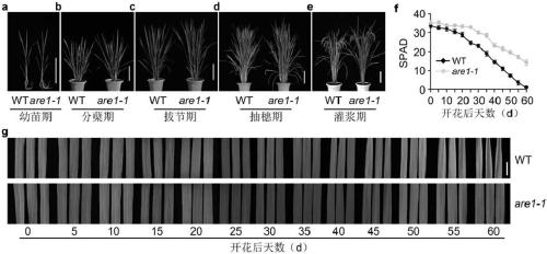 Application of protein OsARE1 in regulating plant senescence